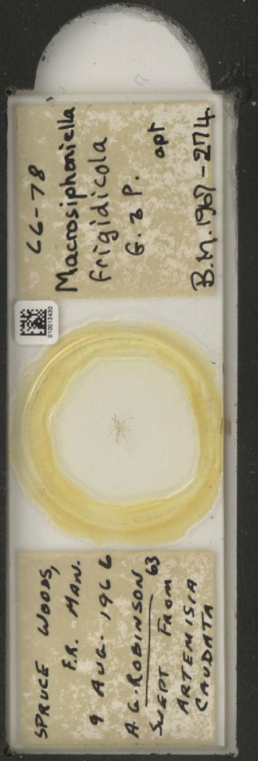 Macrosiphoniella frigidicola Gillette & Palmer, 1928 - 010013430_112660_1094722