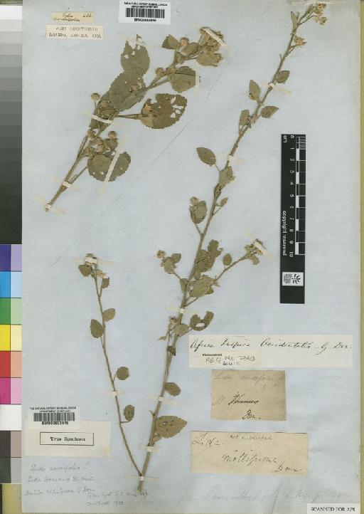 Sida cordifolia L. - BM000603916