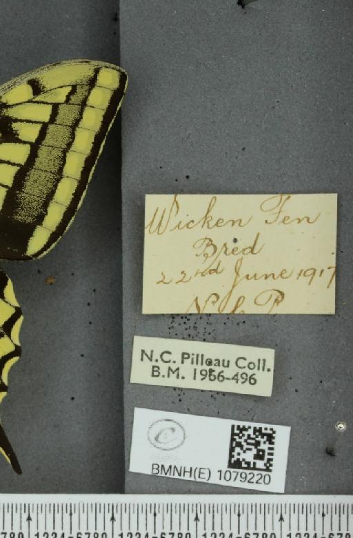 Papilio machaon britannicus Seitz, 1907 - BMNHE_1079220_label_64113