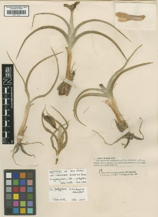 Iris platyptera B.Mathew & Wendelbo - BM001191623