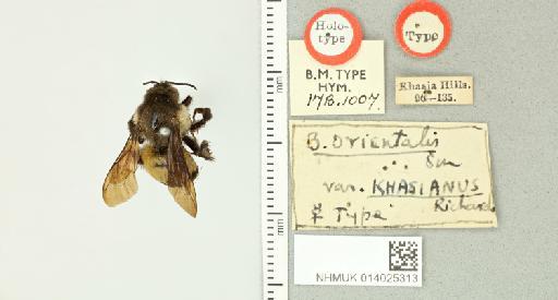 Bombus orientalis infrasubspecies khasianus Richards, 1929 - 014025313_834983_1625145-