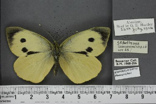 Pieris brassicae ab. flava Kane, 1893 - BMNHE_500756_84417