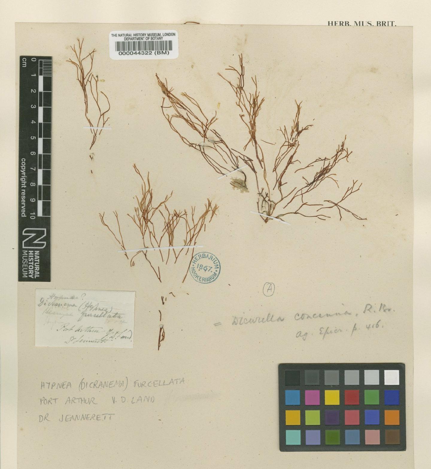 To NHMUK collection (Trematocarpus concinnus (R.Br. ex Turner) De Toni; Syntype; NHMUK:ecatalogue:2391529)