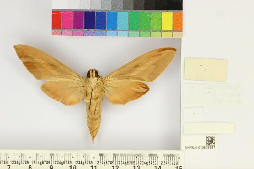 Hyles apocyni (Shchetkin, 1956) - NHMUK010891537_Hyles_apocyni_ventral_and_labels.JPG