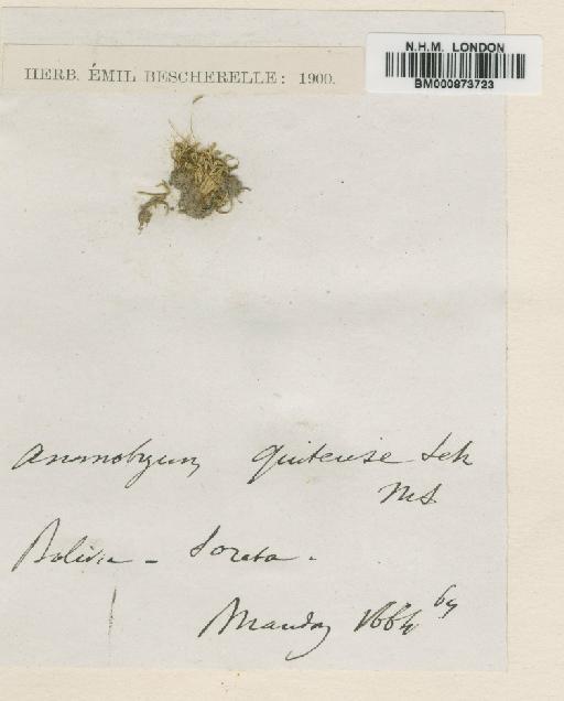 Anomobryum quitense (Schimp.) A.Jaeger - BM000873723