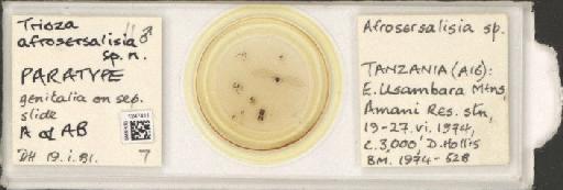 Trioza afrosersalisia Hollis, 1984 - BMNHE_1247411_1626