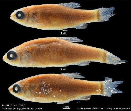 Neolebias ansorgii Boulenger, 1912 - BMNH 1912.4.1.277-9 Neolebias ansorgii, PARARLECTOTYPE