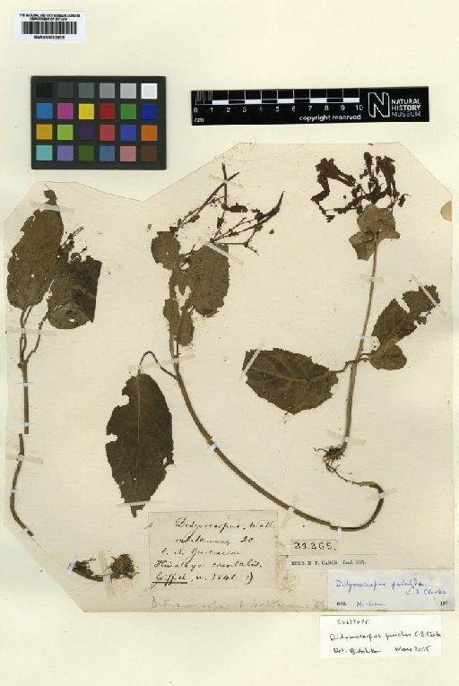 Didymocarpus pulcher C.B.Clarke - BM000832805
