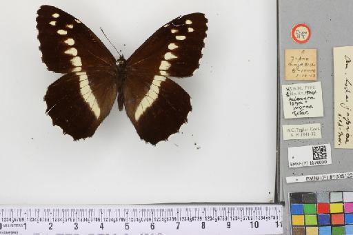 Aulocera japroa Tytler - NHMUK_1670000_Aulocera_loha_japroa_Tytler_HT_Male (1)