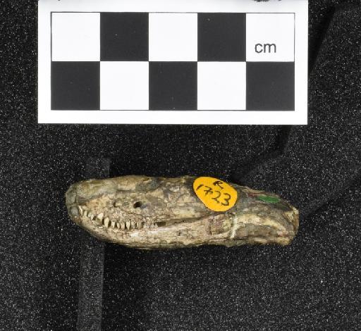 Scaloposaurus constrictus Owen, 1876 - NHMUK PV R 1723 (3)