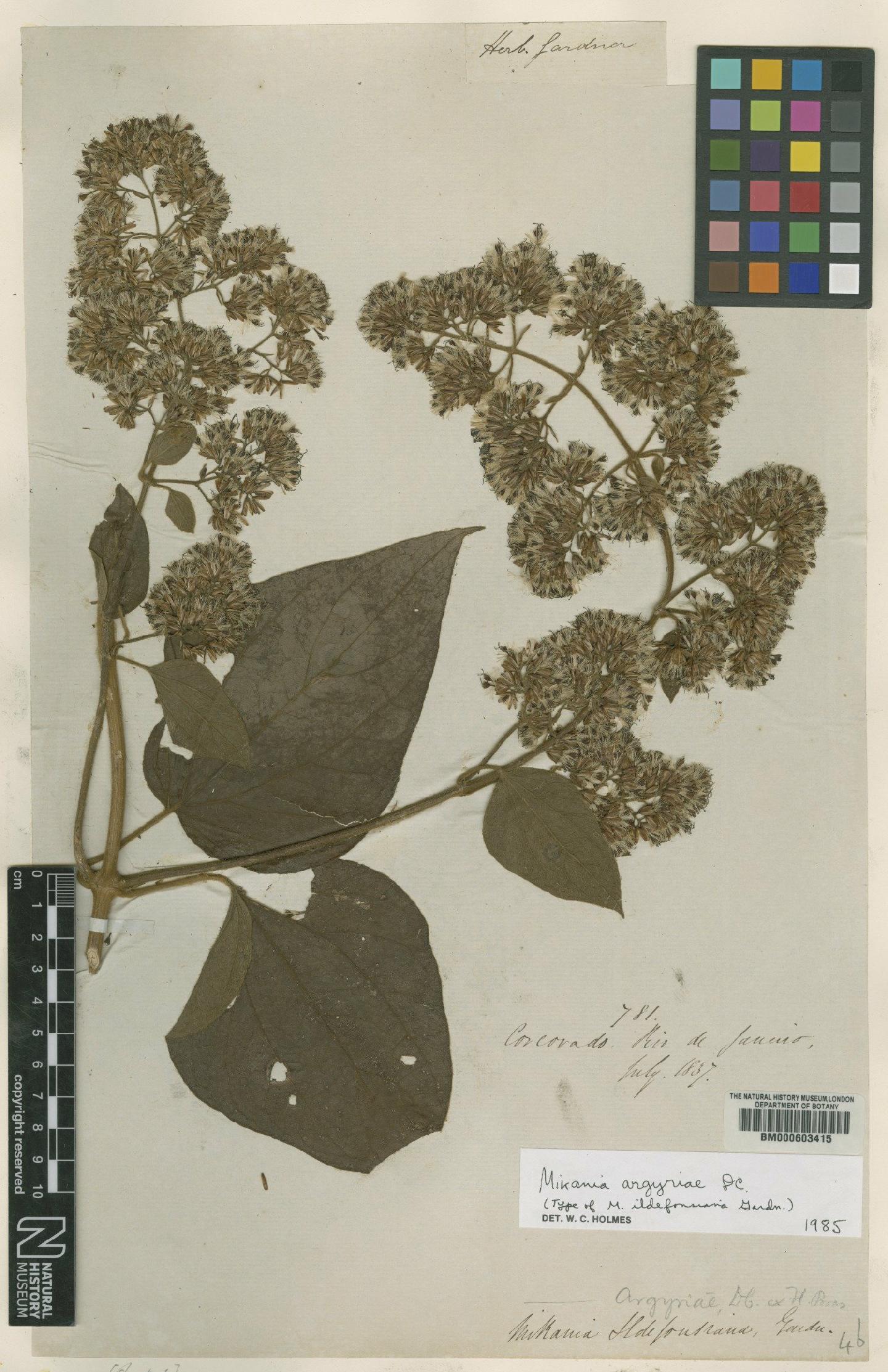 To NHMUK collection (Mikania argyreiae DC.; Type; NHMUK:ecatalogue:4983214)