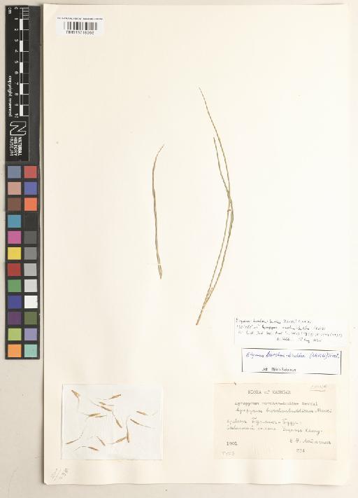 Elymus burchan-buddae (Nevski) Tzvelev - BM013718966