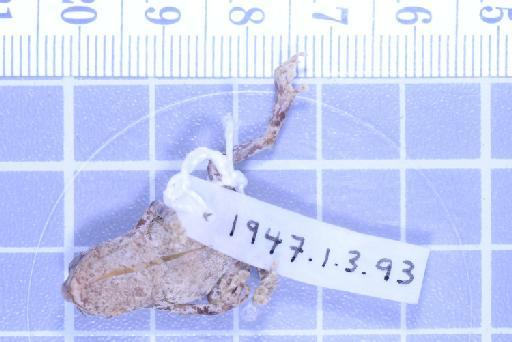 Choerophryne darlingtoni - 1947.1.3.93_Image011