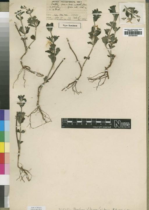 Dicliptera nilotica C.B.Clarke - BM000883989