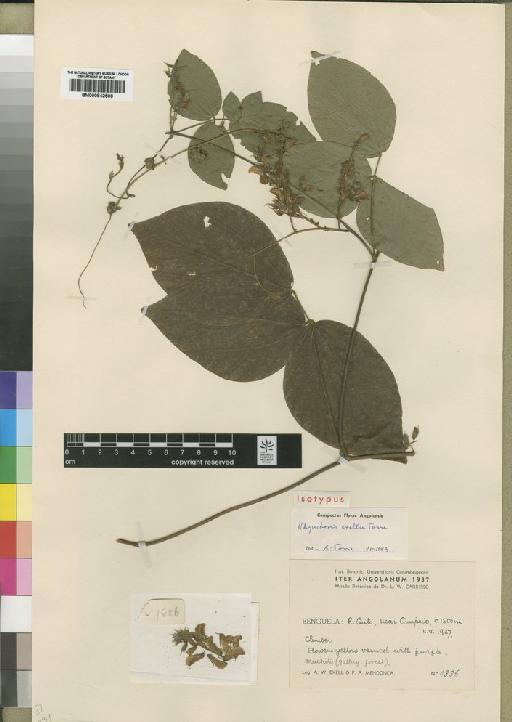 Rhynchosia exellii Torre - BM000842506