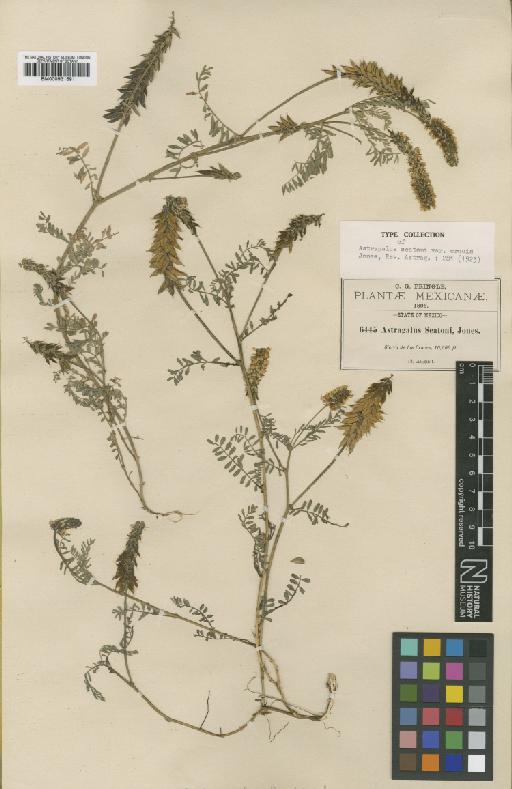 Astragalus micranthus var. micranthus - BM000931691