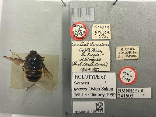 Ocnaea grossa (Osten Sacken) - NHMUK014587793_Ocnaea_grossa_HT_labels