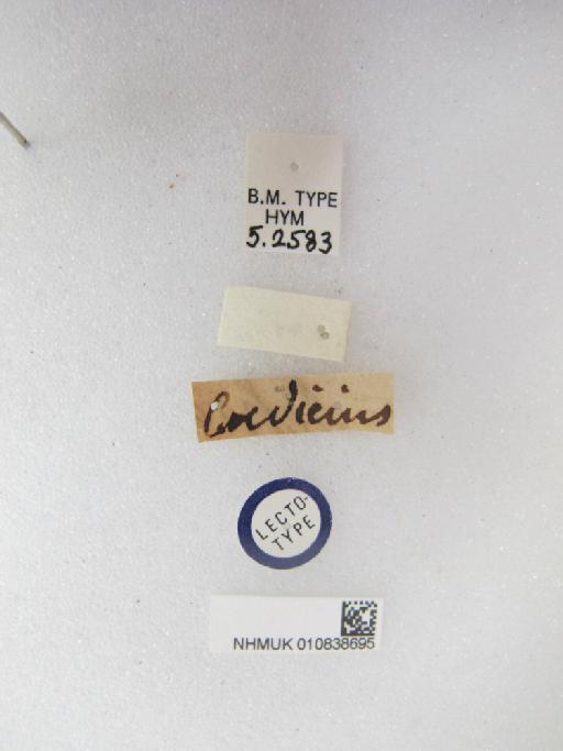 Entedon coedicius Walker, 1846 - 010838695_Entedon_coedicius_LT-F-5-2583_labels