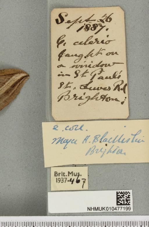 Hippotion celerio (Linnaeus, 1758) - NHMUK_010477199_label_534802