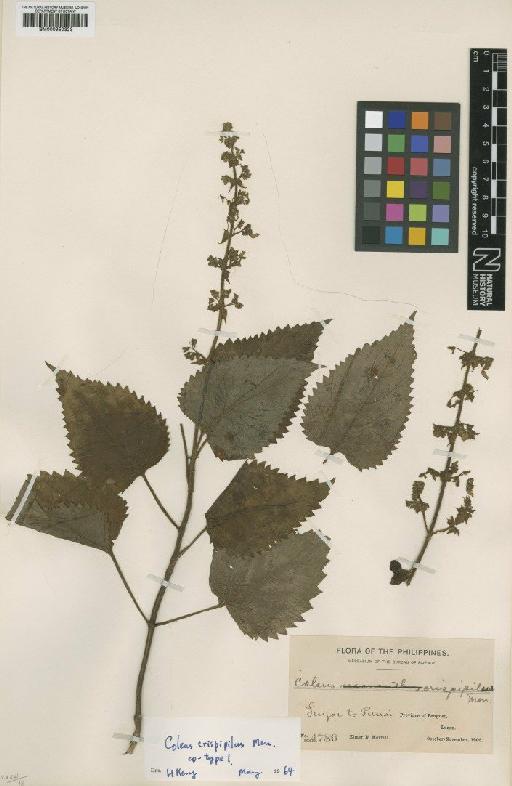 Coleus crispipilus Merr. - BM000950323