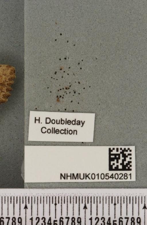 Luperina testacea (Denis & Schiffermüller, 1775) - NHMUK_010540281_label_597419