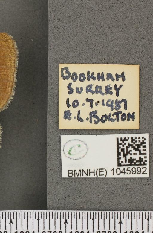 Aphantopus hyperantus ab. lanceolata Shipp, 1894 - BMNHE_1045992_label_21955