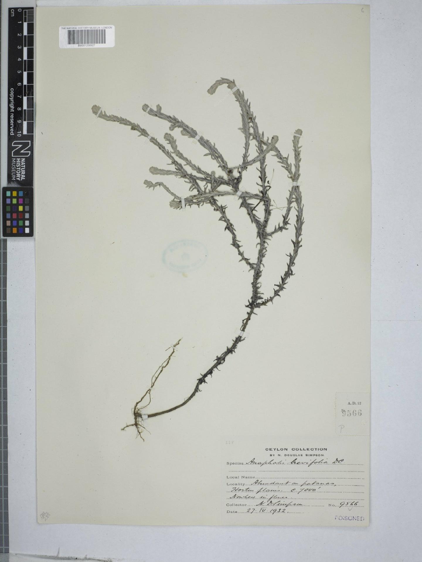 To NHMUK collection (Anaphalis brevifolia DC.; NHMUK:ecatalogue:9151730)