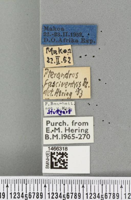 Ceratitis (Pterandrus) rosa Karsch, 1887 - BMNHE_1466318_label_26887