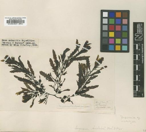 Sargassum sinclairii Hook.f. & Harv. - BM000563661