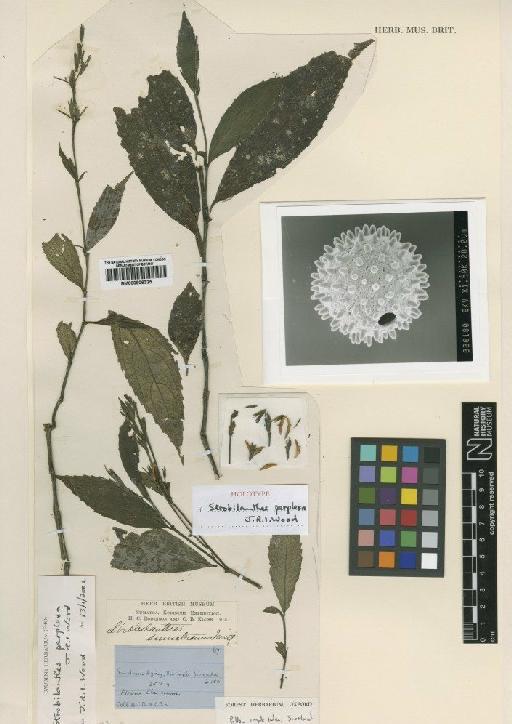 Strobilanthes perplexa J.R.I.Wood - BM000906325