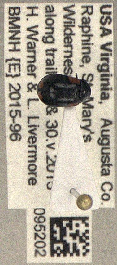 Babia (Babia) quadriguttata (Olivier, 1791) - Coleoptera 010095202