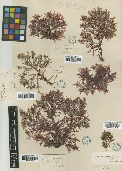 Amansia multifida J.V.Lamour. - BM001038534