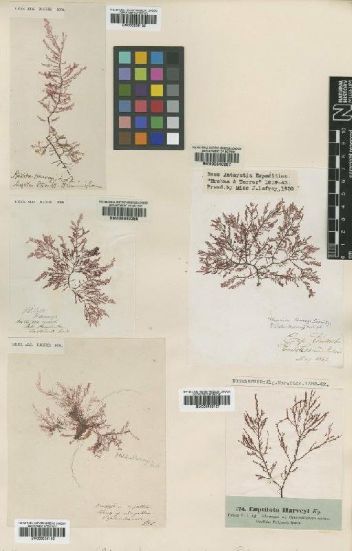 Dasyptilon harveyi (Hook.f.) Papenfuss - BM000640287