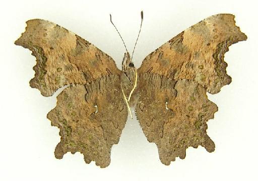 Polygonia tibetana Elwes - Polygonia tibetana (Elwes) type female underside