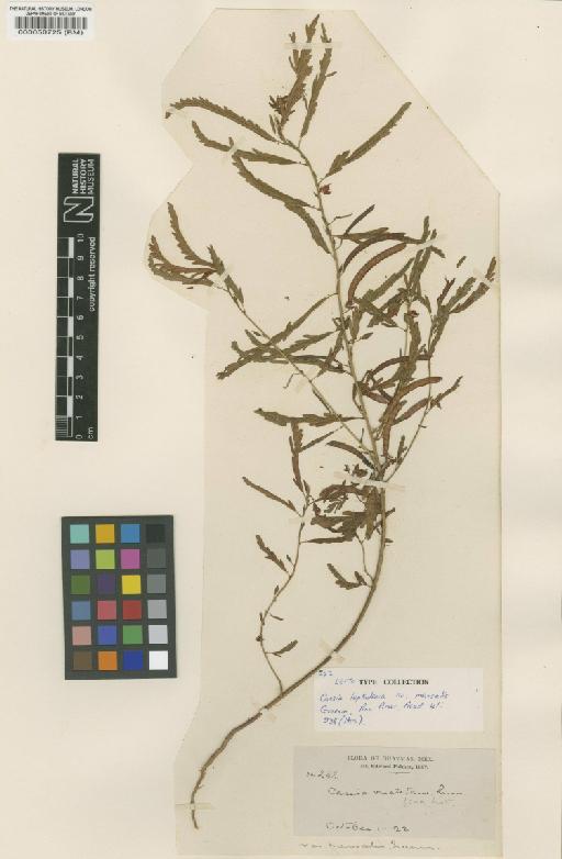 Chamaecrista nictitans var. mensalis (Greenm) H.S.Irwin & Barneby - BM000050725