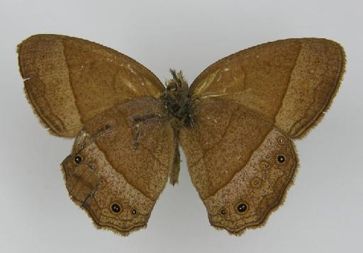 Neonympha manasses Felder & Felder, 1867 - BMNH(E)_ 1204765_Yphthimoides_(Neonympha)_manasses_Felder & Felder_T_male (3)
