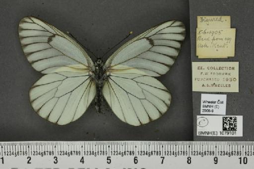 Aporia crataegi (Linnaeus, 1758) - BMNHE_1079101_70119