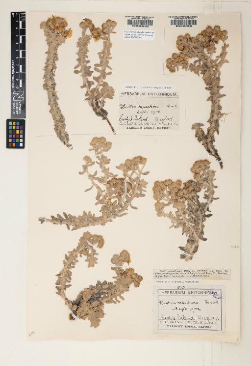 Achillea maritima (L.) Ehrend. & Y.P.Guo - 000625080