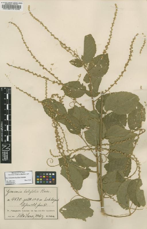 Gouania latifolia Reissek - BM000089115