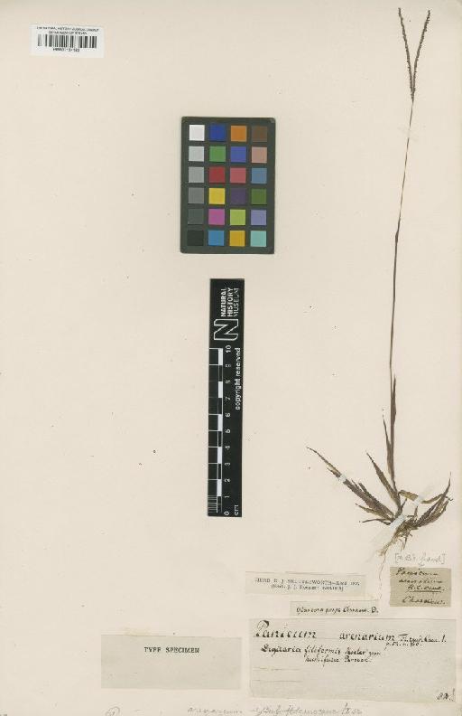 Digitaria ischaemum (Schreb.) Muhl. - BM001134183