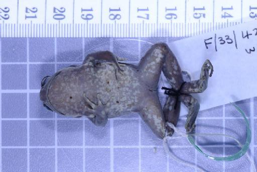 Callulops humicola compta (Zweifel, 1972) - Image of specimen 1961.880