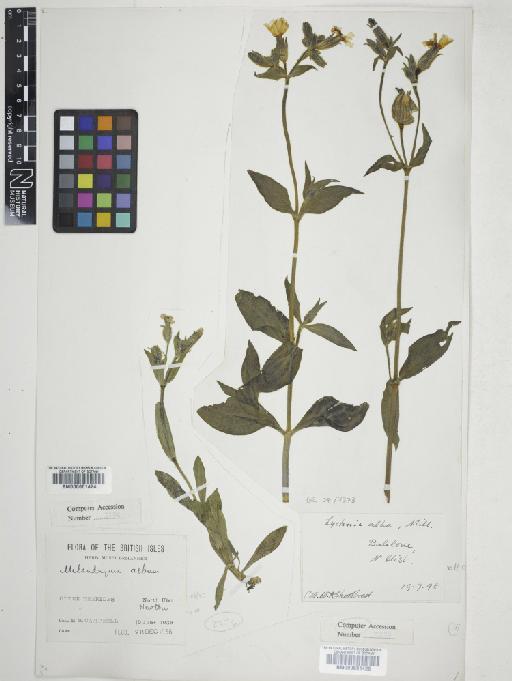 Silene latifolia Poir. - 000601425