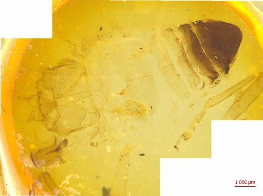 Galerucinae Latreille, 1802 - 010131517___3