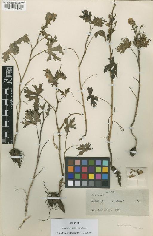 Aconitum bhedingense Lauener - BM000514909