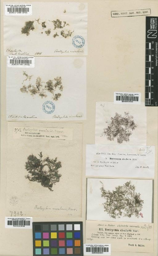 Bostrychia moritziana (Sonder ex Kütz.) J.Agardh - BM000936040