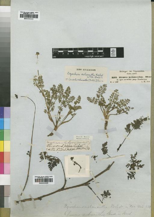 Caucalis melanantha (Hochst) Hiern - BM000902684