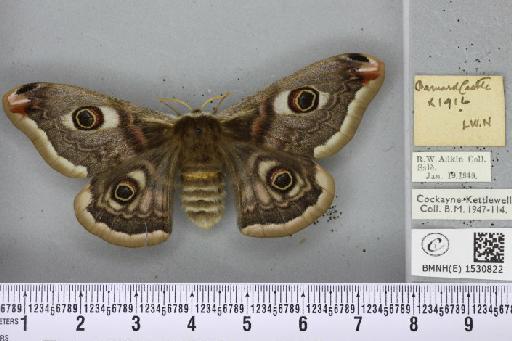 Saturnia pavonia (Linnaeus, 1758) - BMNHE_1530822_200321