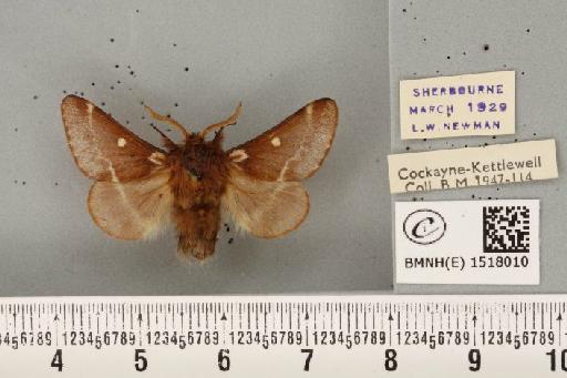 Eriogaster lanestris (Linnaeus, 1758) - BMNHE_1518010_191619