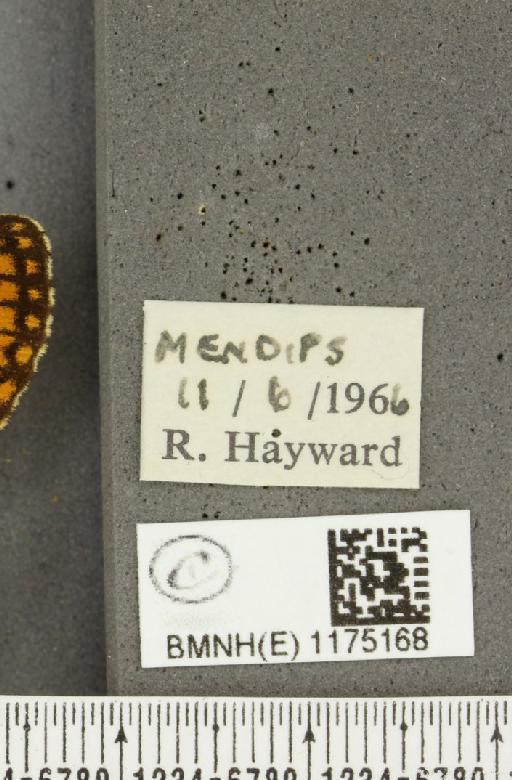 Boloria selene selene ab. chlorographa Cabeau, 1920 - BMNHE_1175168_label_30757