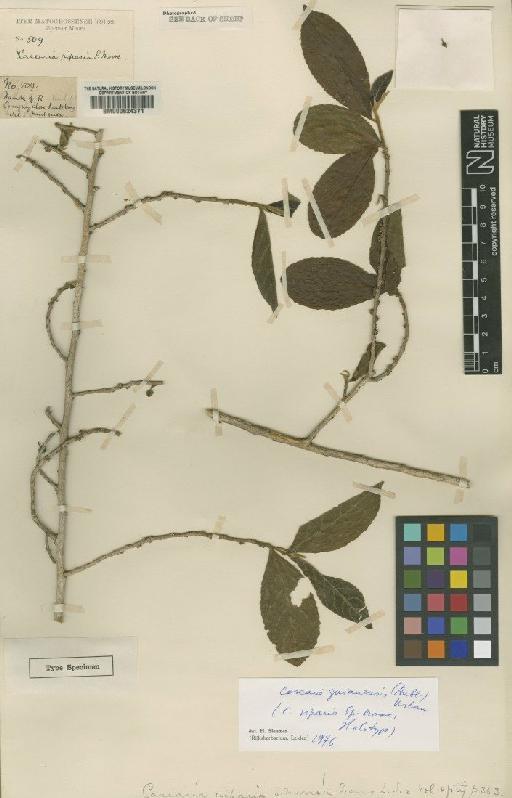 Casearia guianensis (Aubl.) Urb. - BM000624371
